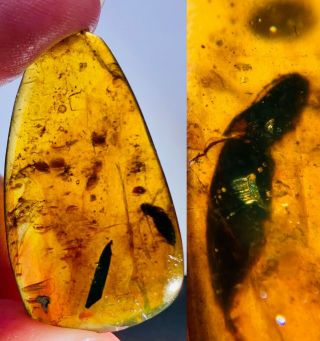 4.  05g Beetle&tree Leaf Burmite Myanmar Burmese Amber Insect Fossil Dinosaur Age