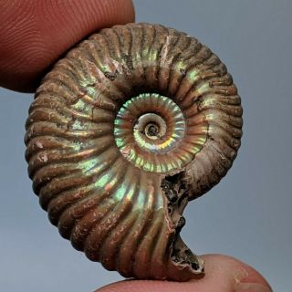 2,  6 cm (1 in) Ammonite Eboraciceras pyrite jurassic Russia fossil ammonit 2