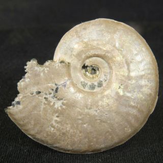 3.  7cm/1.  5in Nace Pyrite Ammonite Sublunuloceras Jurassic Callovian Fossil Russia