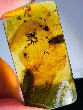 3.  57g Beetle&plant Leaf Burmite Myanmar Burmese Amber Insect Fossil Dinosaur Age