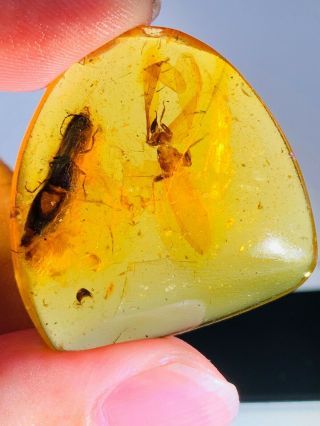 4.  62g Beetle&unknown Fly Bug Burmite Myanmar Amber Insect Fossil Dinosaur Age