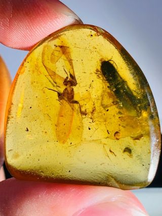 4.  62g beetle&unknown fly bug Burmite Myanmar Amber insect fossil dinosaur age 2