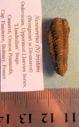 Fine,  Complete 2.  5cm,  Prone Juvenile Neseuretus Tristani :u.  Llanvirn France