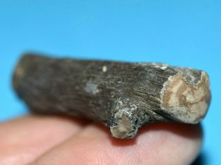 Polished Small Petrified Wood Limb Cast Specimen W Little Branch From Wyoming