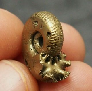 21mm Quenstedtoceras Pyrite Ammonite Fossils Callovian Fossilien Russia Golden