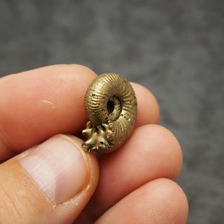 21mm Quenstedtoceras Pyrite Ammonite Fossils Callovian Fossilien Russia Golden 2