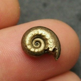 13mm Ammonite Pyrite Mineral Fossil Fossilien Ammoniten France Golden