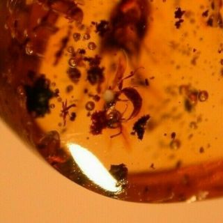 2 Parasitic Wasps In Authentic Dominican Amber Fossil Gemstone