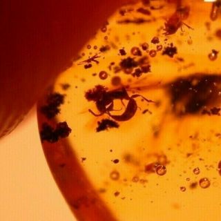 2 Parasitic Wasps in Authentic Dominican Amber Fossil Gemstone 2
