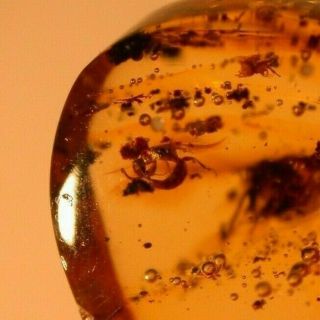 2 Parasitic Wasps in Authentic Dominican Amber Fossil Gemstone 3