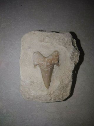 Otodus Obliqqus Fossilized Shark Tooth In Matrix.  60mm.  Fossil Seashell Teeth 3