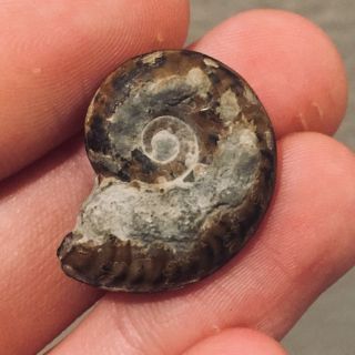 France Fossil Ammonite Physeogrammoceras dispensiforme Jurassic Dinosaur Age 2