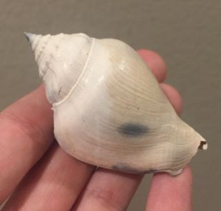 Florida Fossil Gastropod Strobeus Sp.  Pliocene Fossil Conch Sea Shell