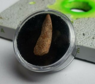 Abelisaur Tooth From Africa