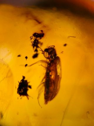 Wasp Bee&bug Feces Burmite Myanmar Burmese Amber Insect Fossil Dinosaur Age