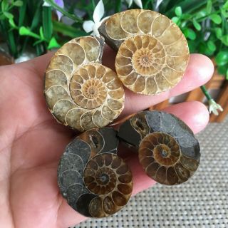 50g 2pairs Of Small Split Ammonite Specimen Shell Healing Madagascar Ps2472