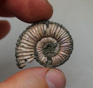 33mm Peltoceras Pyrite Ammonite Fossils Fossilien Russia Pendant