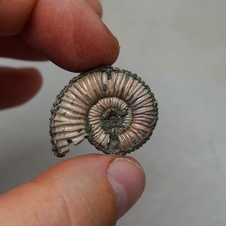 33mm Peltoceras Pyrite Ammonite Fossils Fossilien Russia pendant 2
