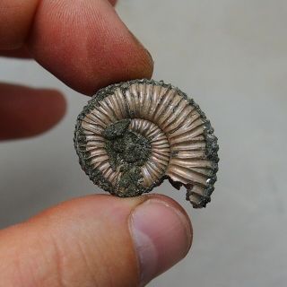 33mm Peltoceras Pyrite Ammonite Fossils Fossilien Russia pendant 3