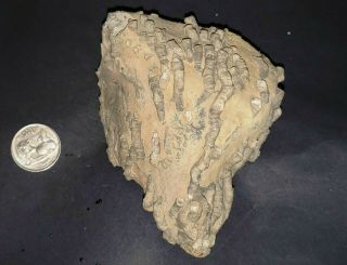 Very Large - Devonian Crinoid Fossil Plate - Unprepared