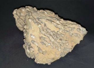Very Large - Devonian crinoid fossil plate - unprepared 2
