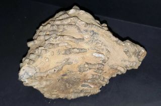 Very Large - Devonian crinoid fossil plate - unprepared 3