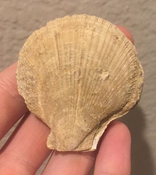 California Fossil Bivalve Patinopecten Sp.  Pliocene Fossil Age Shell Clam