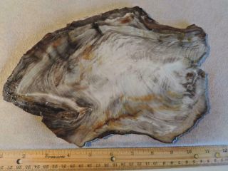 1 Pound,  3.  6 Ounce,  Huge Slab,  Of Saddle Mountain,  Wa.  Petrified Wood