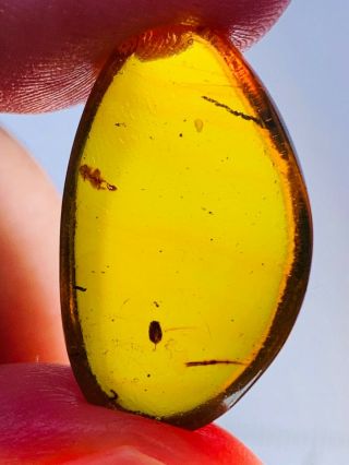 1.  66g germinated seed Burmite Myanmar Burmese Amber insect fossil dinosaur age 2