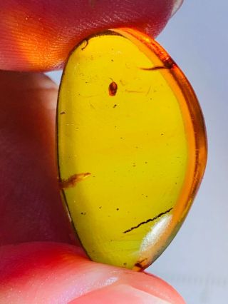 1.  66g germinated seed Burmite Myanmar Burmese Amber insect fossil dinosaur age 3