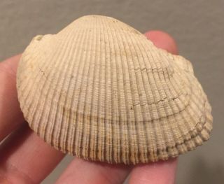 Florida Fossil Bivalve Anadara Hypomela Miocene Megalodon Age