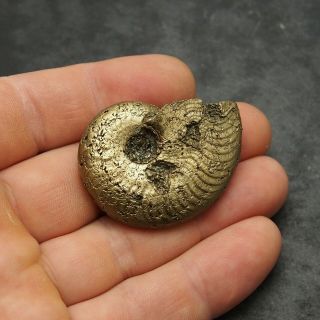 46mm Harpoceras Ammonite Pyrite Mineral Fossil Fossilien Ammoniten France Golden