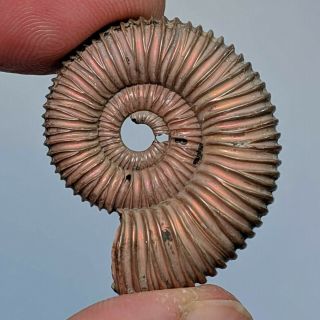 2,  9 Cm (1,  15 In) Ammonite Peltoceras Pyrite Jurassic Russia Fossil Ammonit