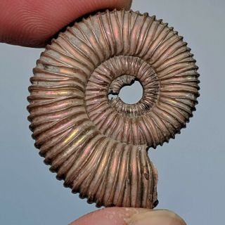 2,  9 cm (1,  15 in) Ammonite Peltoceras pyrite jurassic Russia fossil ammonit 2