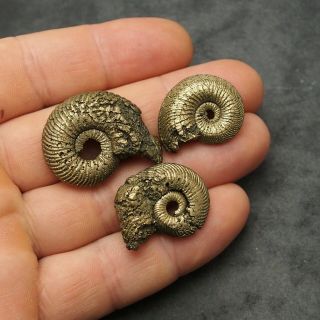 3x Quenstedtoceras 26 - 33mm Pyrite Ammonite Fossils Fossilien Russia Golden