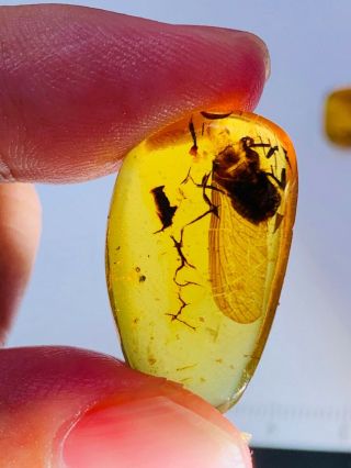 1.  7g Unknown Big Fly Burmite Myanmar Burmese Amber Insect Fossil Dinosaur Age