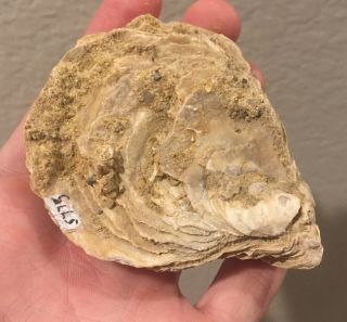 California Fossil Bivalve Ostrea Sp.  Pliocene Fossil Age Shell Clam