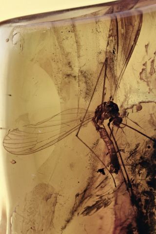 Large Crane Fly Limoniidae Fossil Inclusion Baltic Amber 200917 - 56,  Img