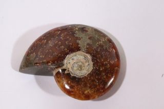 Madagascar Polished Sutured Ammonite Display Specimen 2.  41 Oz