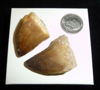 Mosasaur Teeth Fossil Specimens Africa 24 Grams