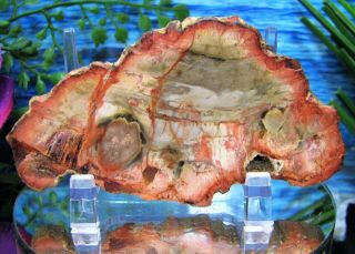 Petrified Wood Complete Round Slab W/bark Exotic Ginger Wolf - Grey Salmon Peach