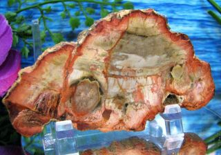 Petrified Wood COMPLETE ROUND Slab w/Bark EXOTIC GINGER WOLF - GREY SALMON PEACH 2