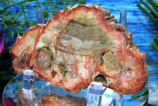 Petrified Wood COMPLETE ROUND Slab w/Bark EXOTIC GINGER WOLF - GREY SALMON PEACH 3
