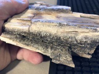 REILLY’S ROCKS: Arizona Petrified Wood With Smoky Quartz Veins,  1.  5 Lb 2
