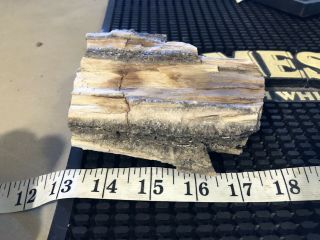 REILLY’S ROCKS: Arizona Petrified Wood With Smoky Quartz Veins,  1.  5 Lb 3