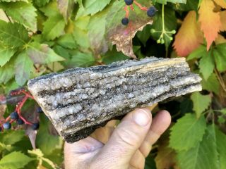 Reilly’s Rocks: Druzy Quartz,  Smoky Quartz On Arizona Petrified Wood