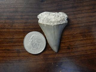 Mako Shark Tooth 1 3/4 Inches No Restoration
