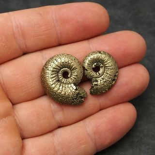 2x Quenstedtoceras 22 - 27mm Pyrite Ammonite Fossils Callovian Fossilien Pendant