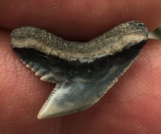 Real Rare Fossil Aurora Nc Fossils Extinct Tiger Shark Tooth Teeth Megalodon Au
