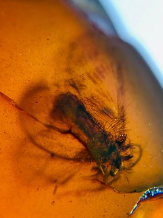Hairy Neuroptera Fly Burmite Myanmar Burmese Amber Insect Fossil Dinosaur Age